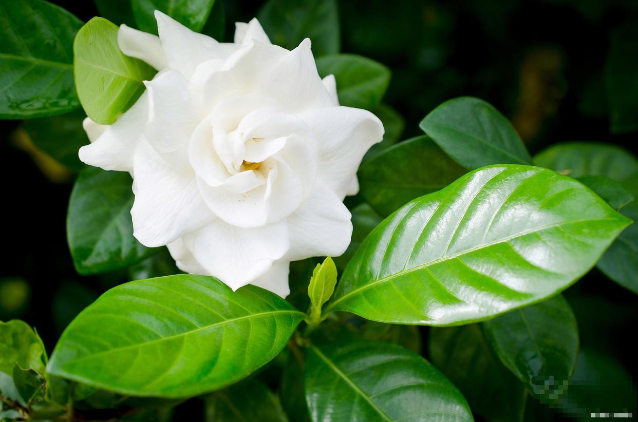 栀子花养殖方法，在家轻松养