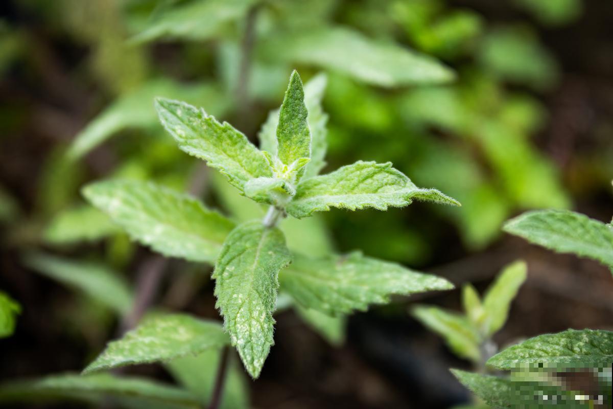 薄荷种类有哪些? 薄荷种类有哪些?