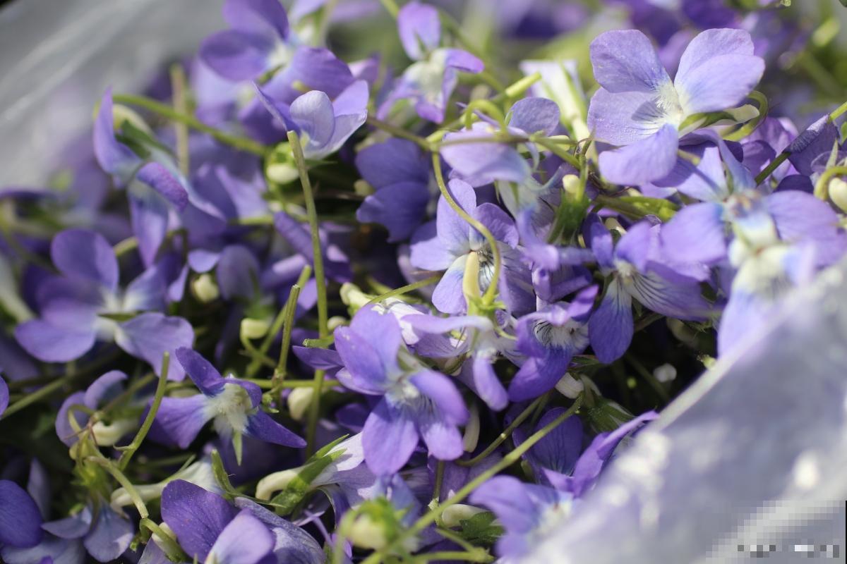 紫罗兰怎么养护？