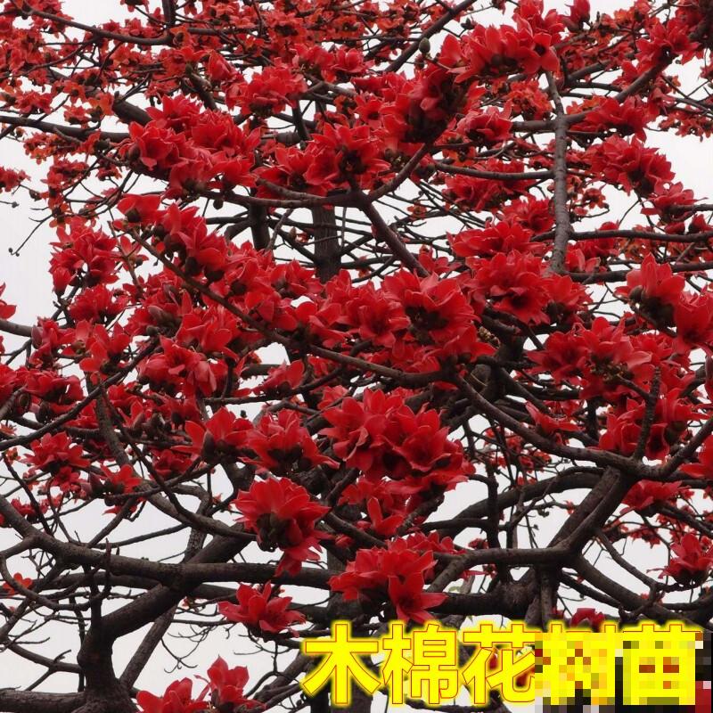 只开花没有叶子的花，主要有这5种，好看好养