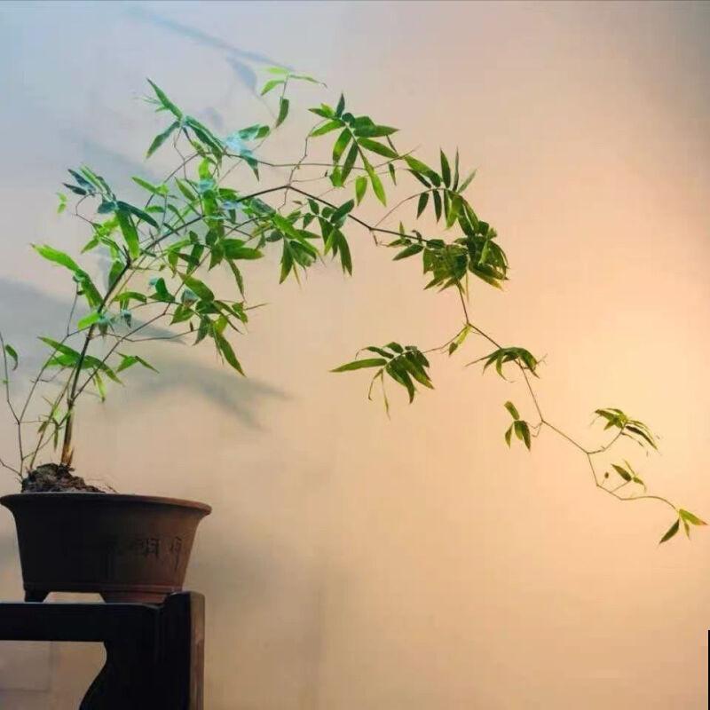 小叶簕竹盆景在家养殖，注意这5点，长势好