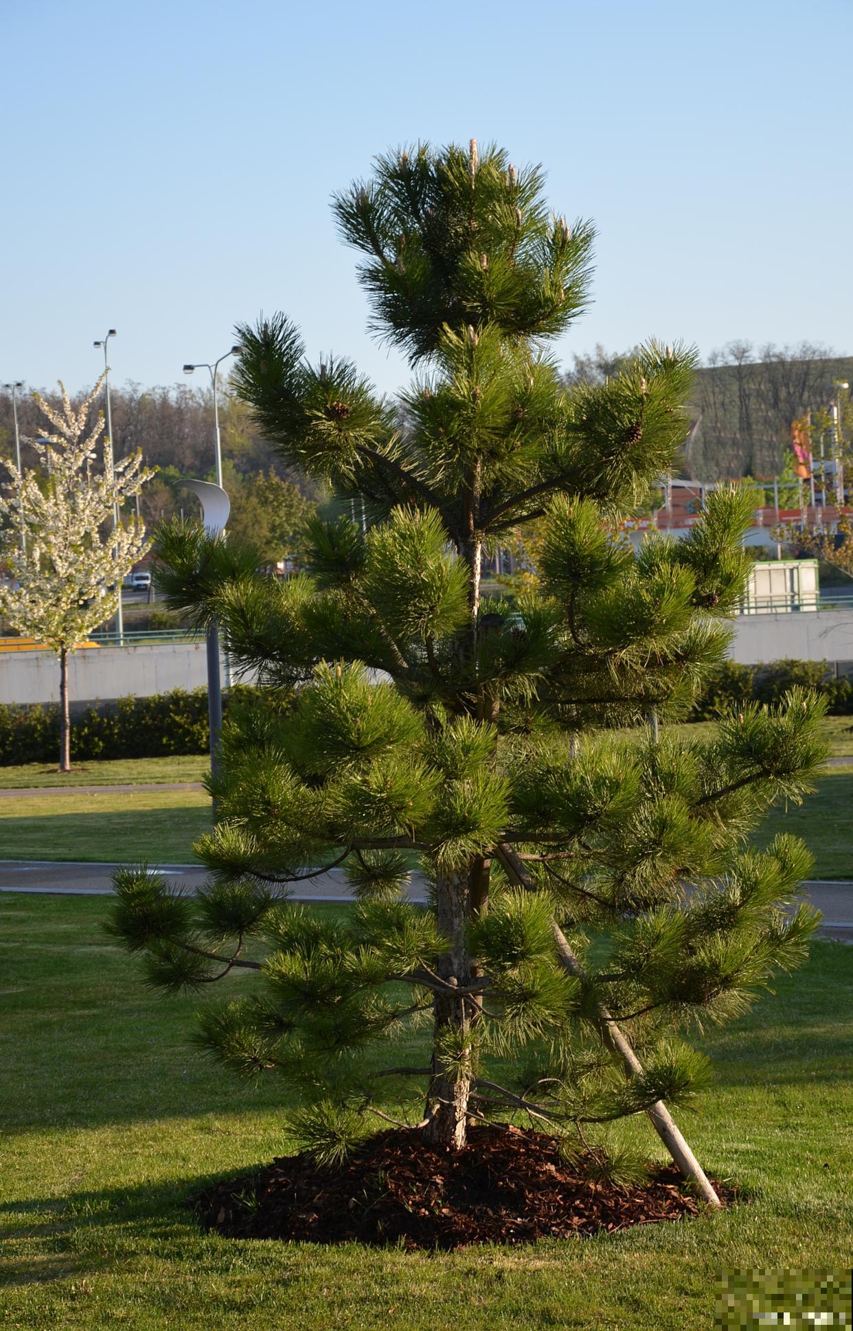 黑松如何造型的? 黑松如何造型的?