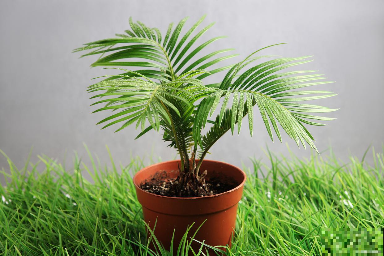 小铁树怎么养殖? 小铁树怎么养殖?