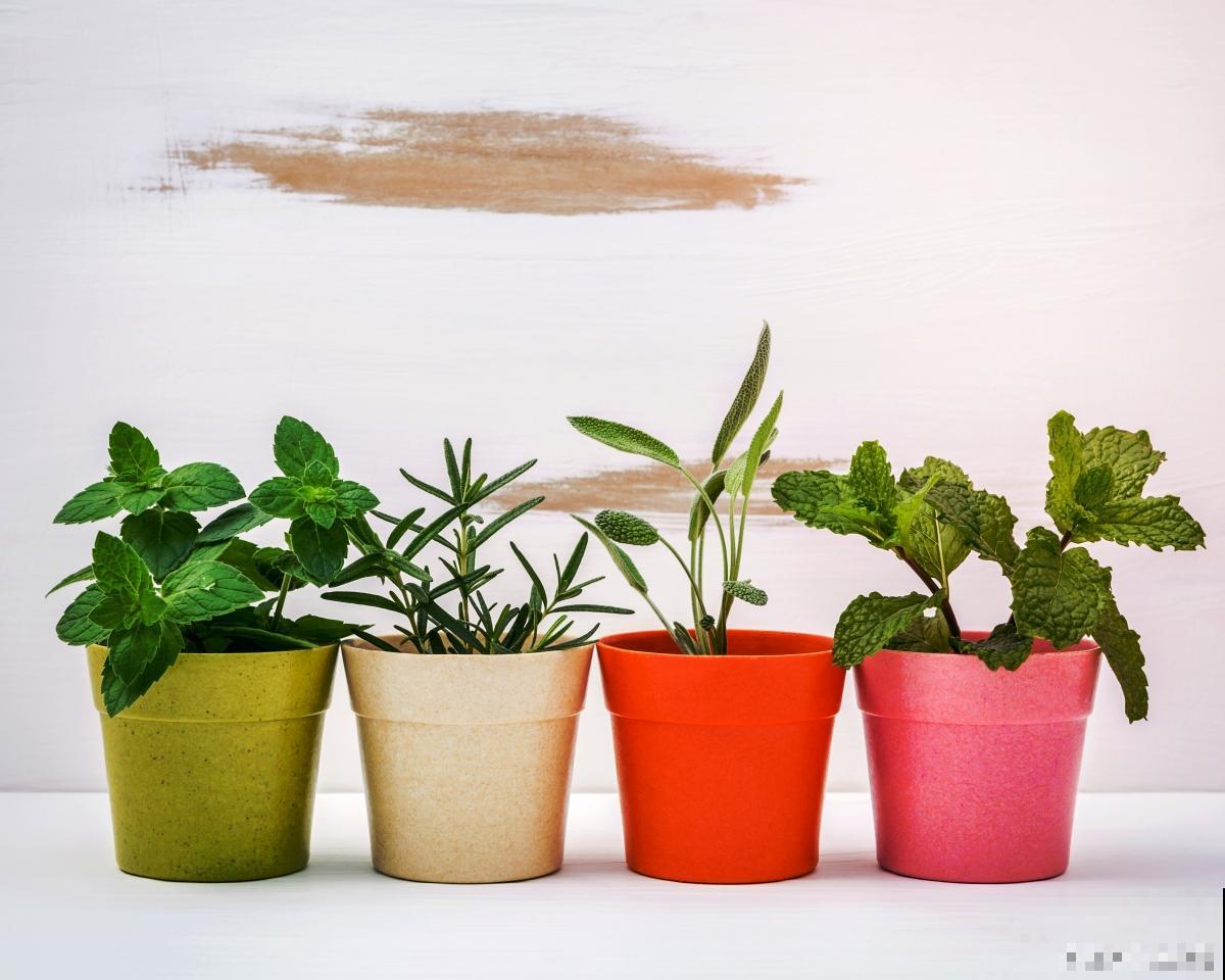 龟甲龙如何发根？