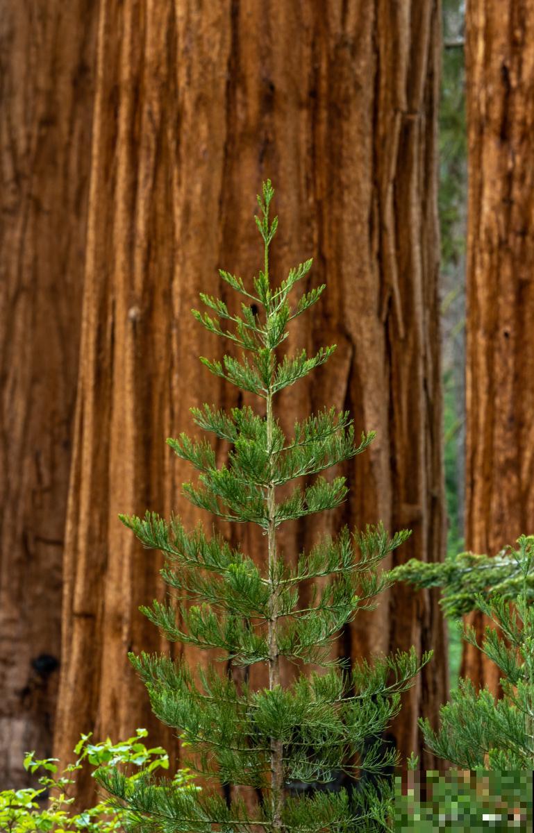 南洋杉盆景怎么修剪