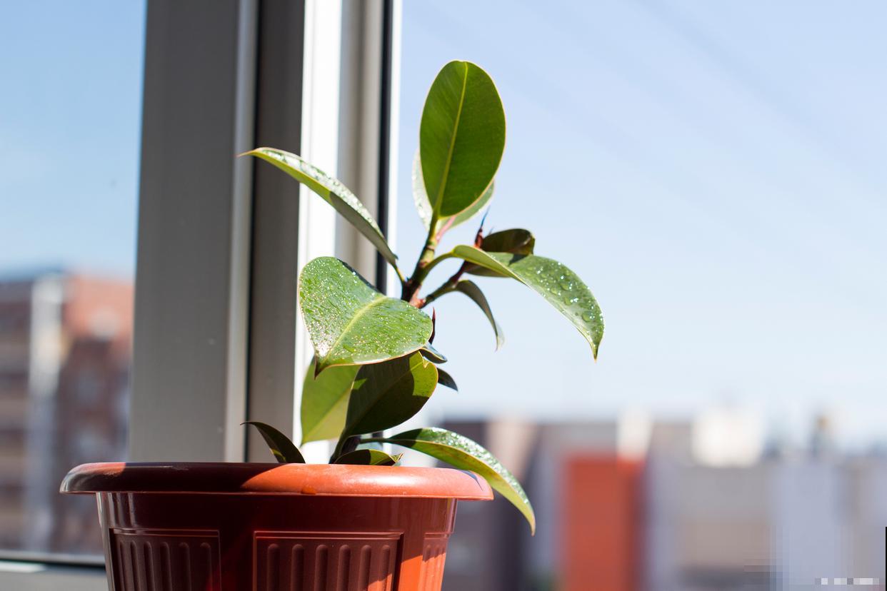 植物为什么要晒太阳