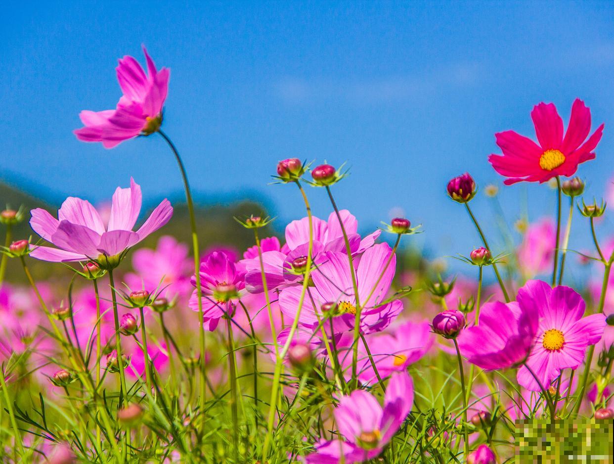 波斯菊什么时候施肥