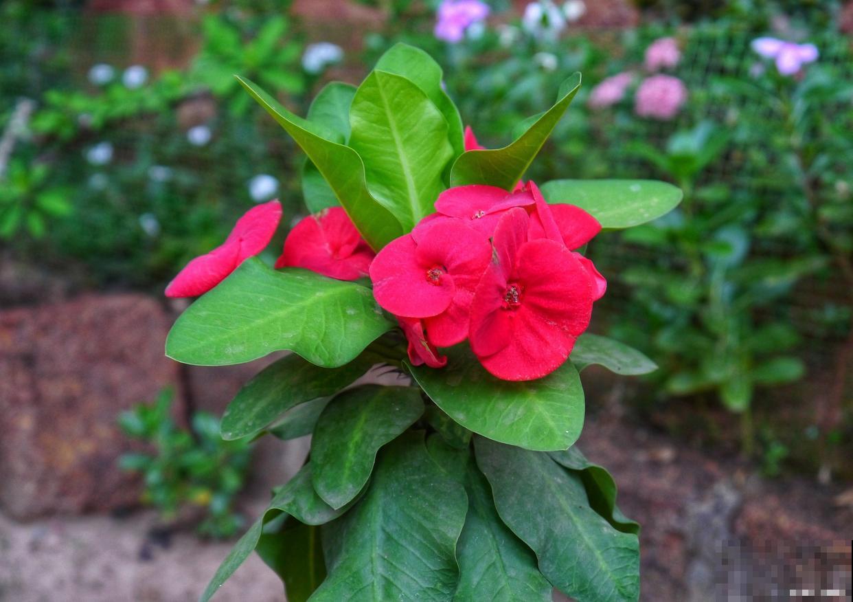 刺梅怎么修剪的? 刺梅怎么修剪的?