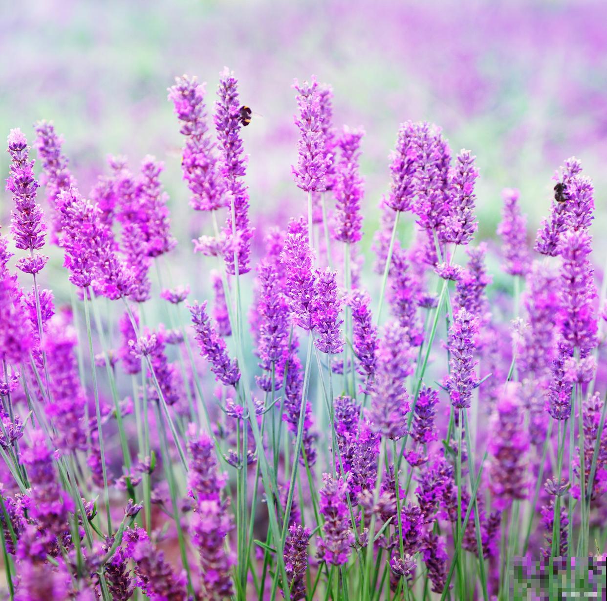 如何种植薰衣草？