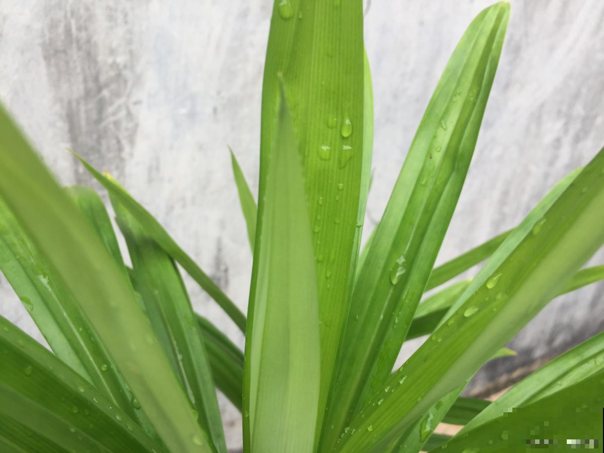 大叶子兰花是什么品种