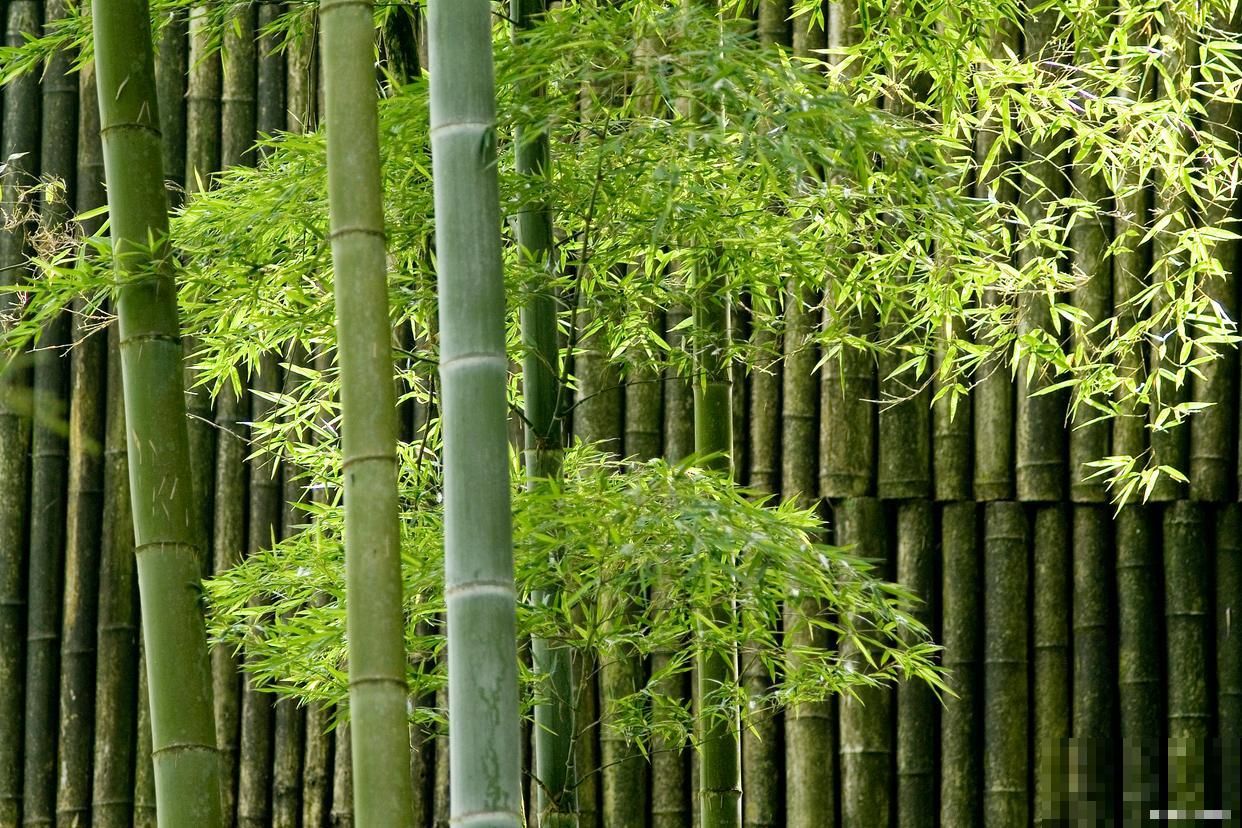 竹子为什么不是树