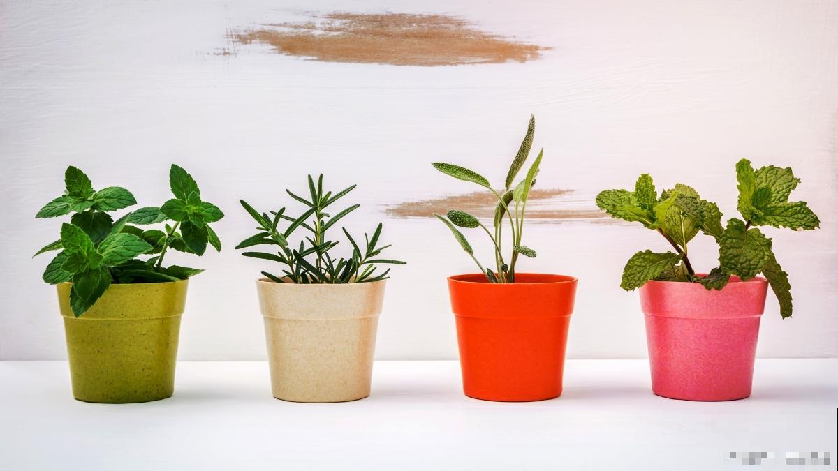 春天能不能埋鱼肠子在盆花里做肥料