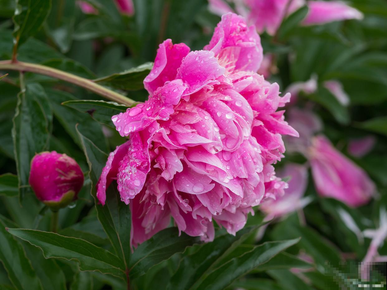 芍药插花能养多久