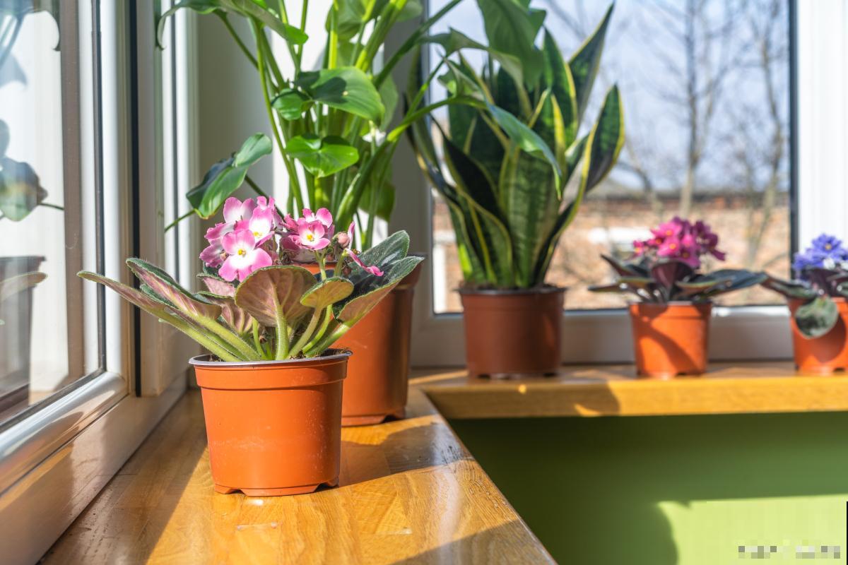 植物为什么要晒太阳