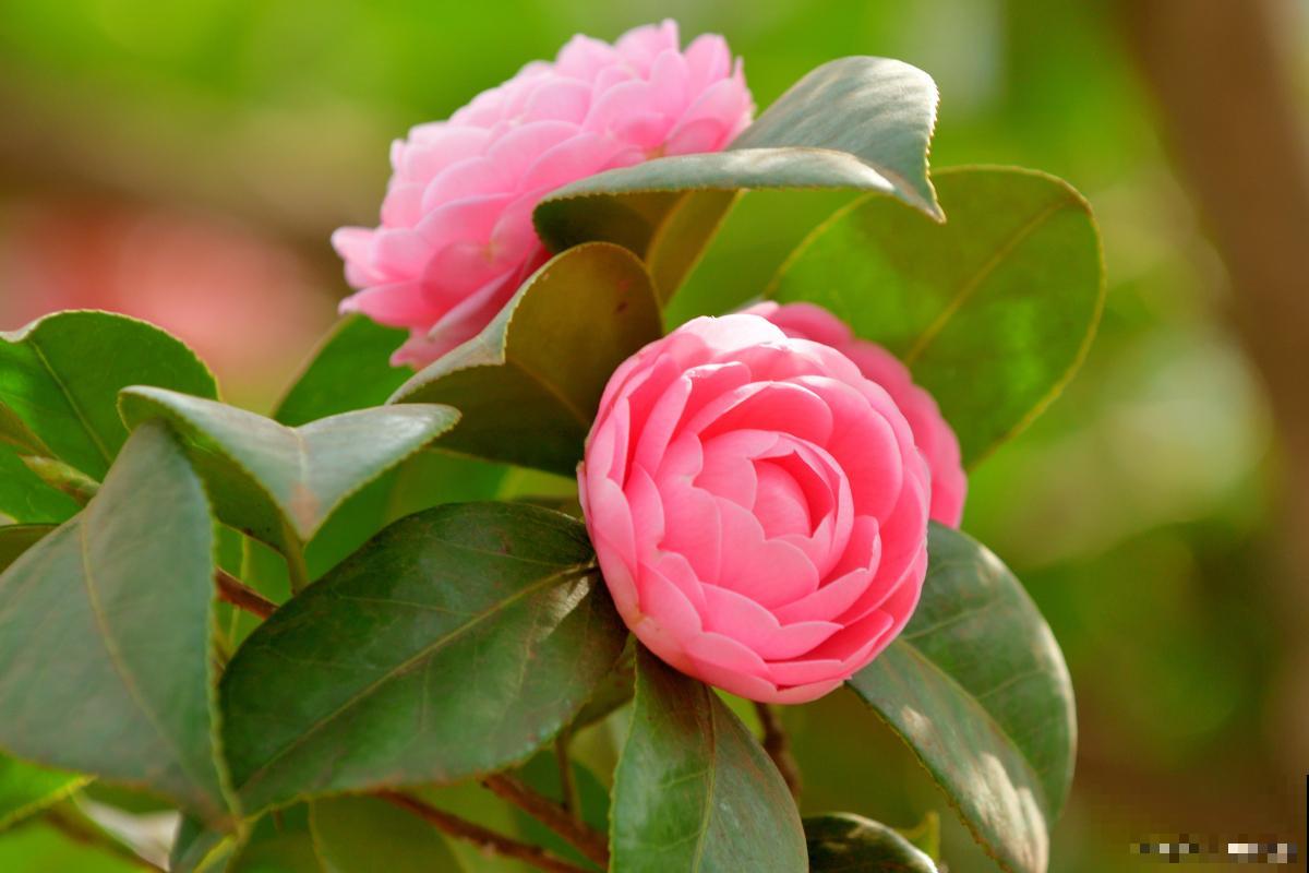 茶花用什么嫁接? 茶花用什么嫁接?