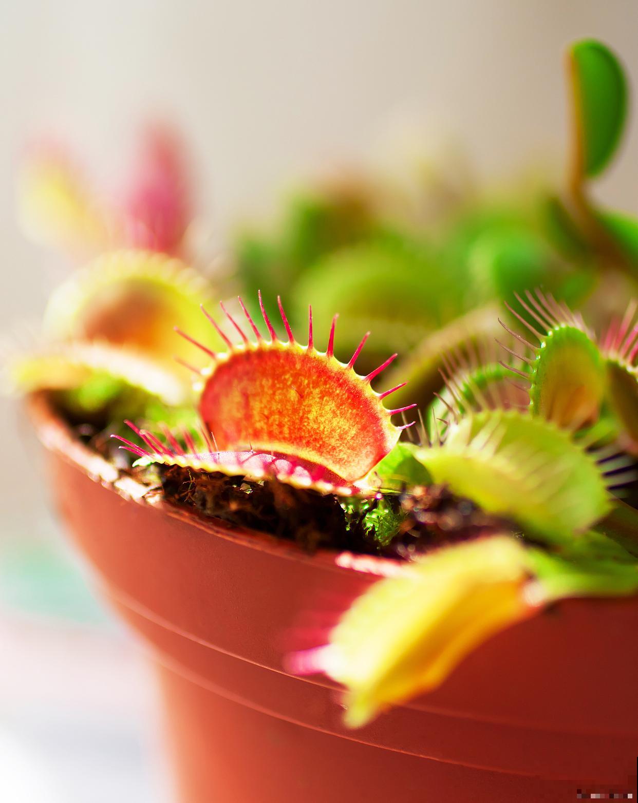 捕蝇草是什么植物 捕蝇草是什么植物