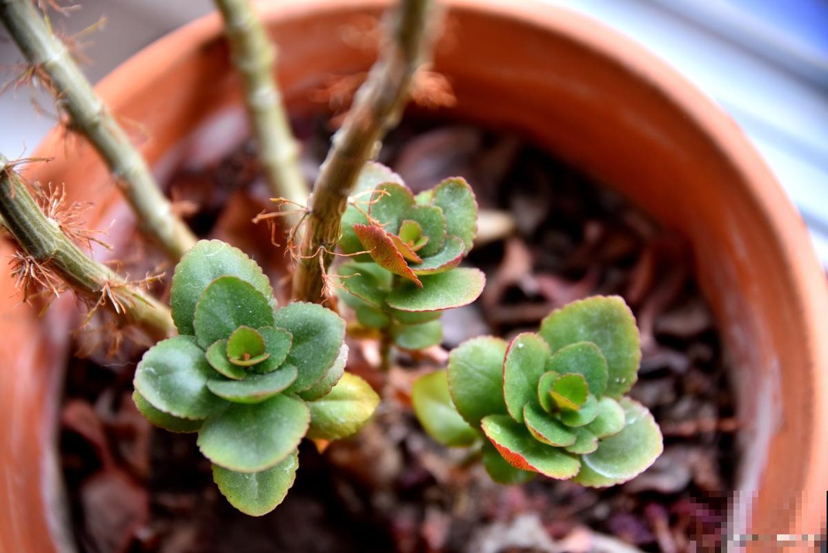 锦晃星怎么扦插？