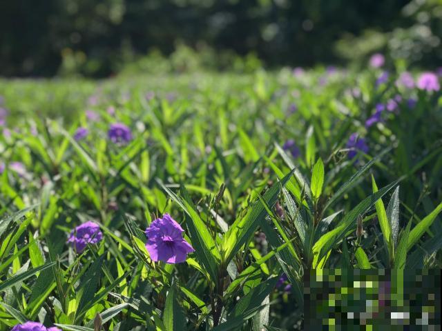 半枝莲在什么时候开花