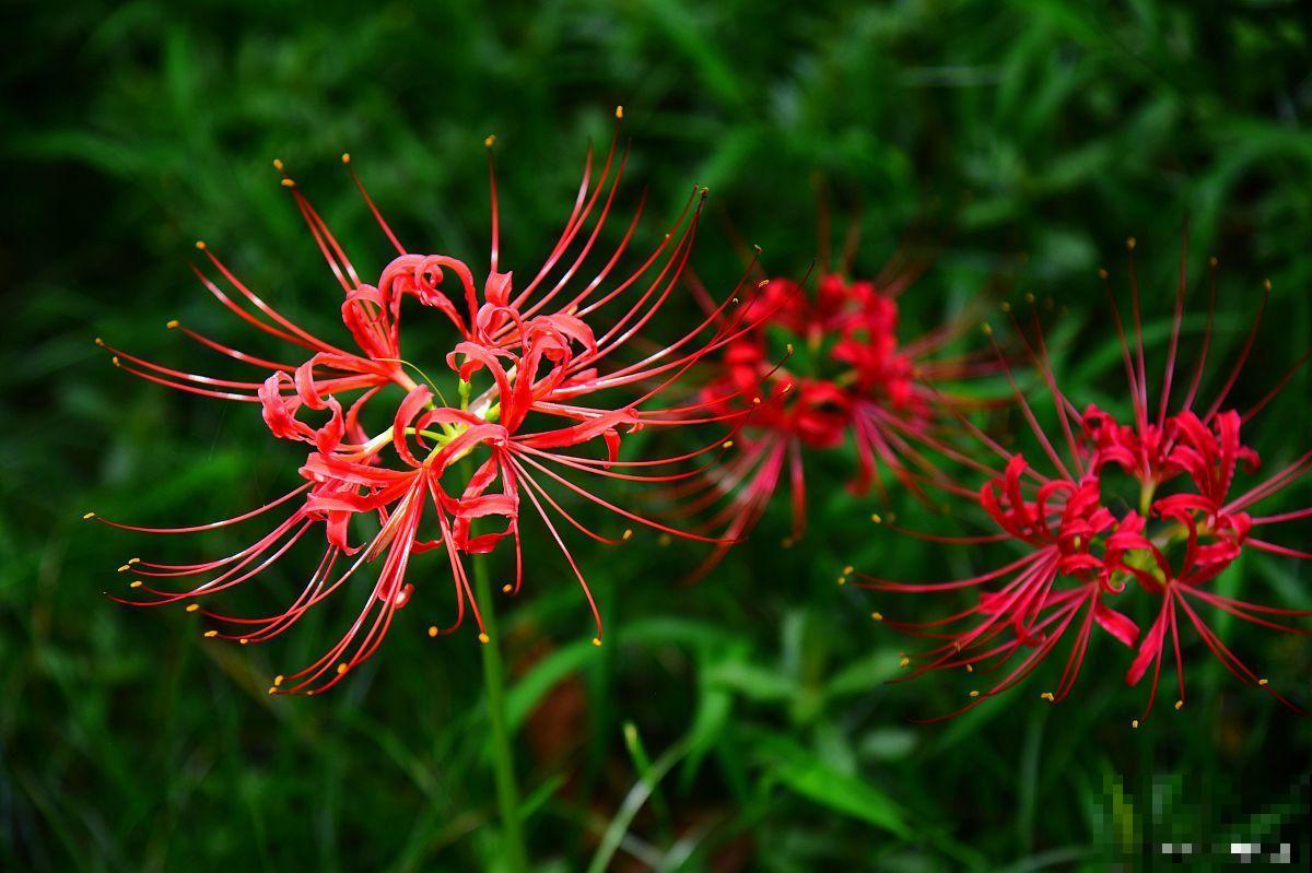 彼岸花冬天怎么养