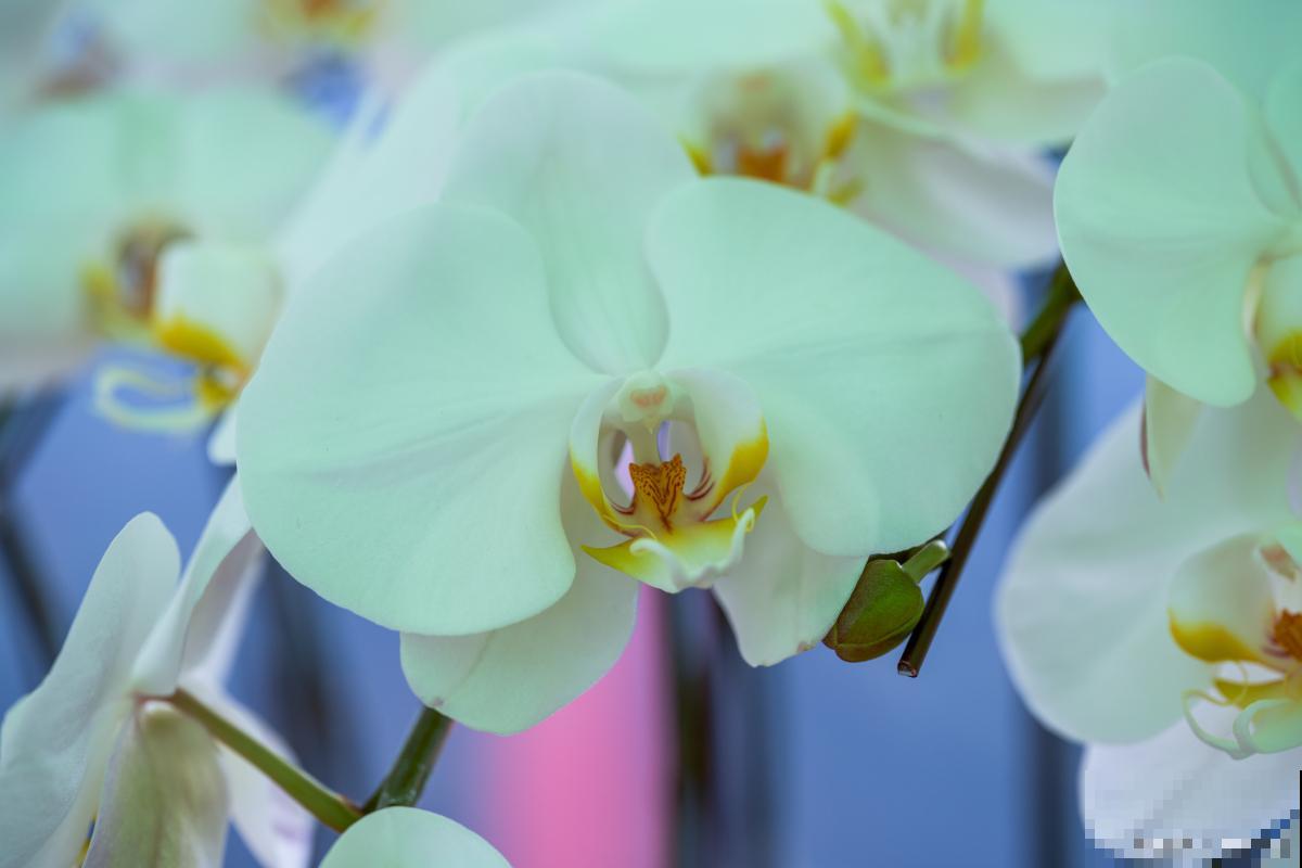 蝴蝶兰不开花的原因