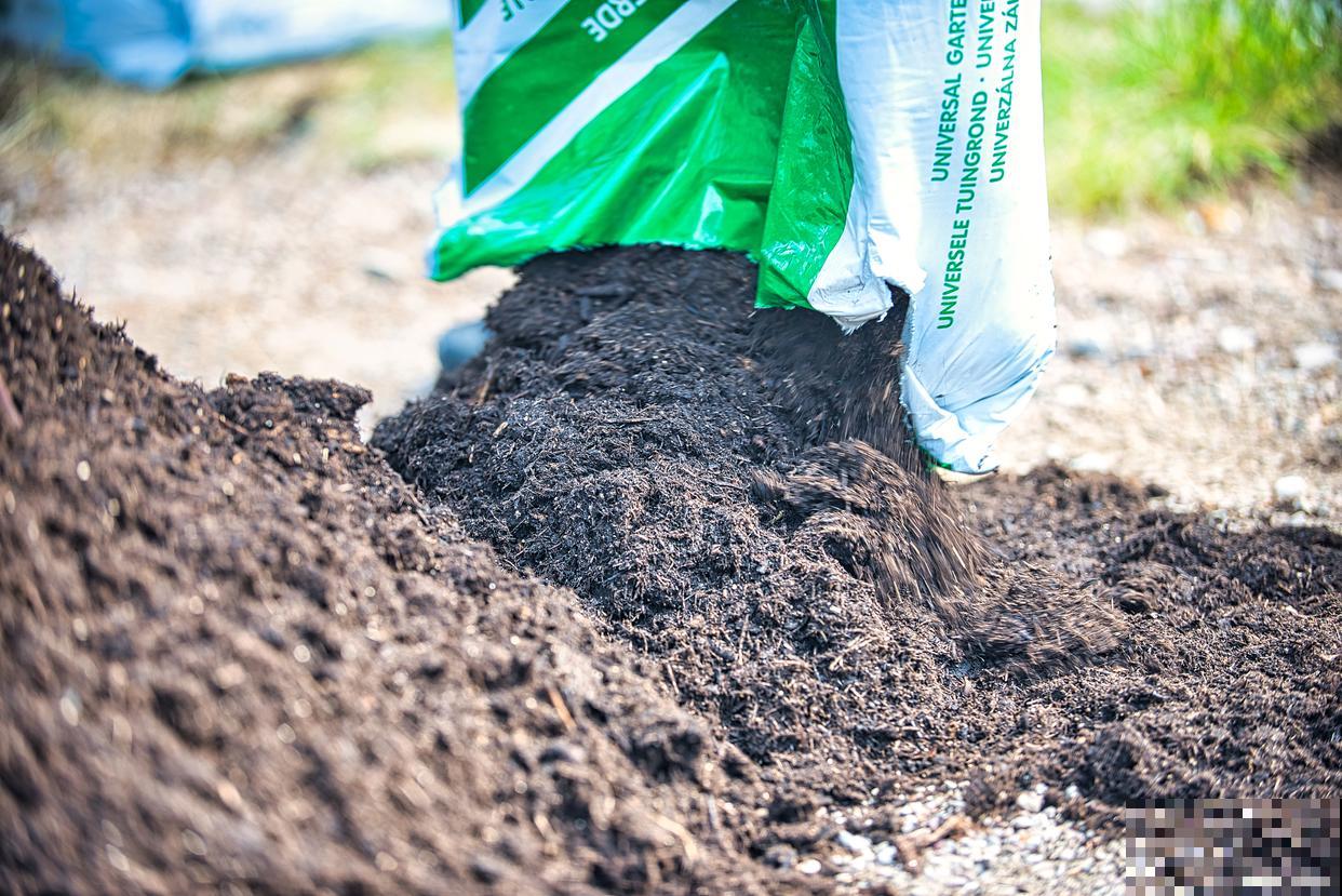 金银花施什么肥料最好 金银花施什么肥料最好