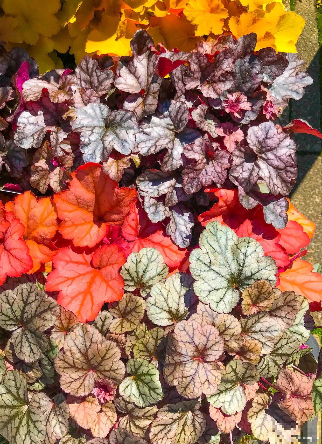 矾根用什么盆种好看