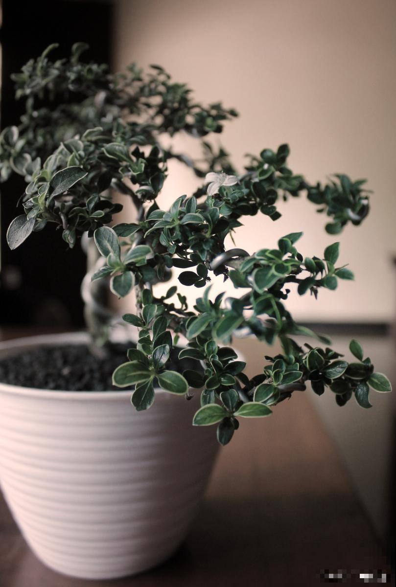 六月雪如何繁殖？