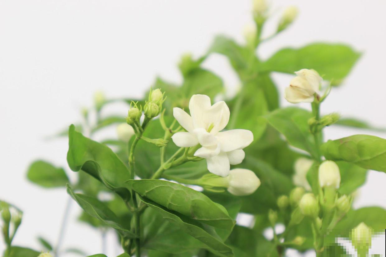 茉莉花室内养殖方法