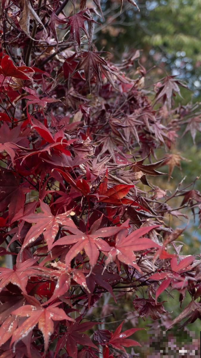 红枫如何修剪的? 红枫如何修剪的?