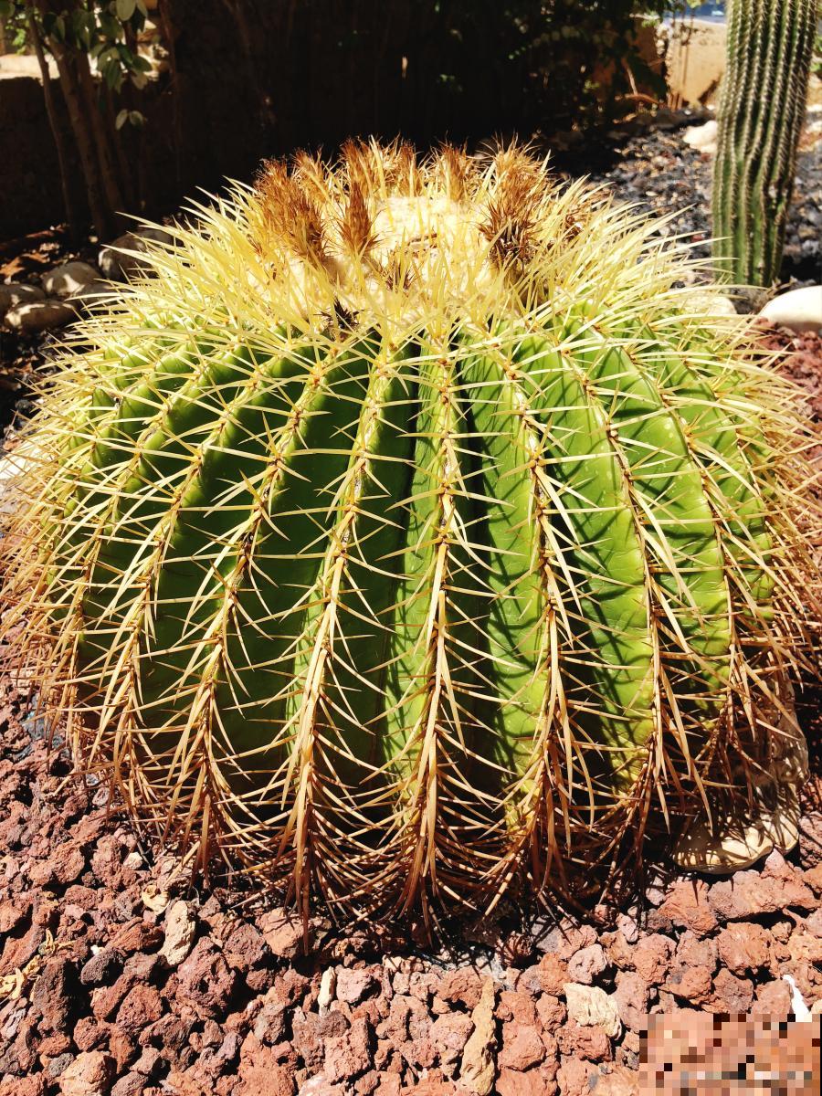 仙人球怎么种植？