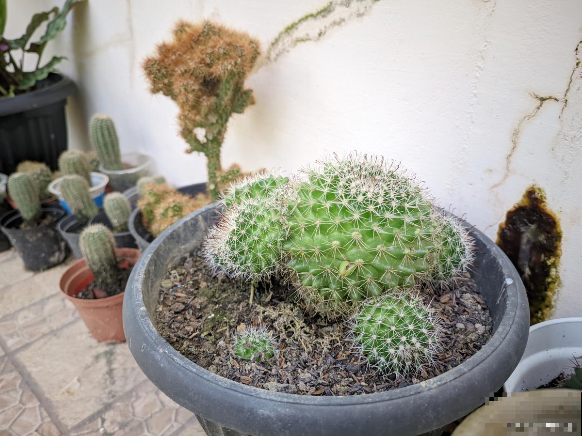 玉翁仙人球怎么浇水