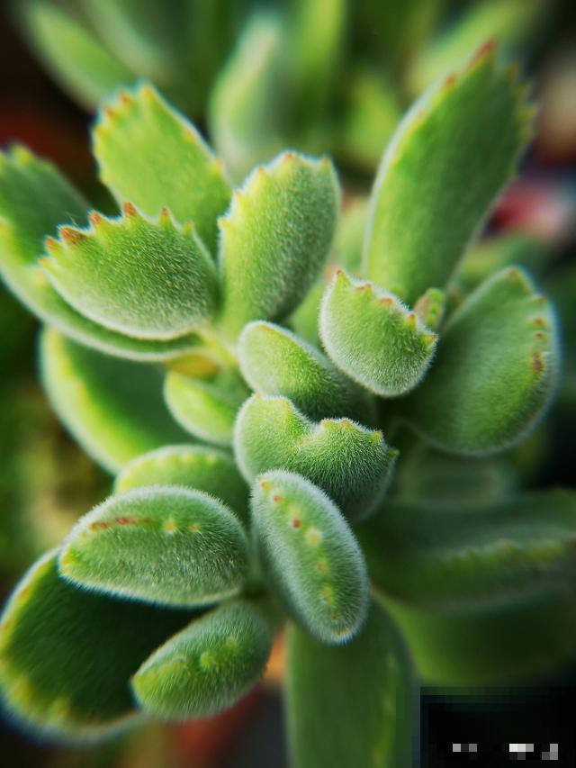 熊童子多久开花？