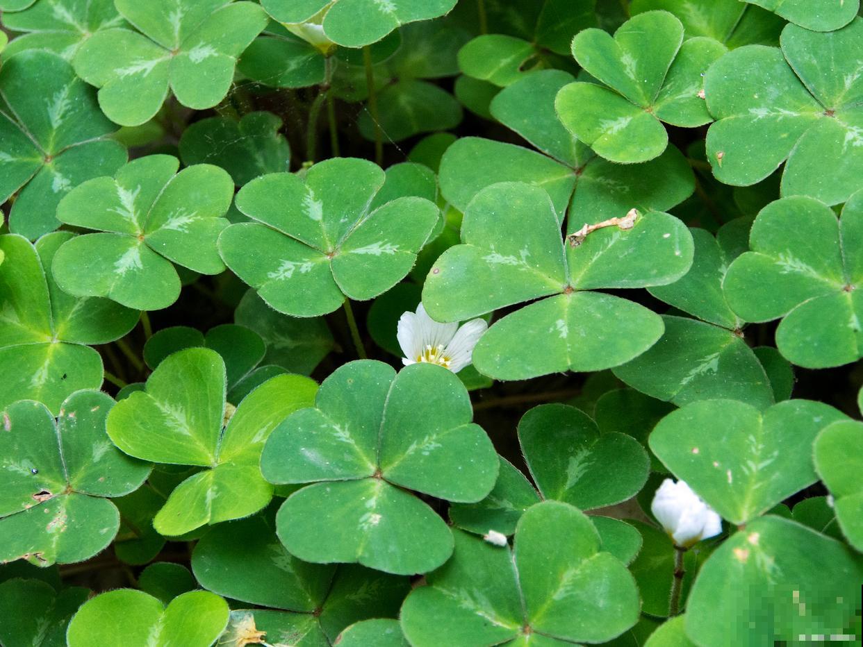 三叶草老桩盆景怎么养 三叶草老桩盆景怎么养