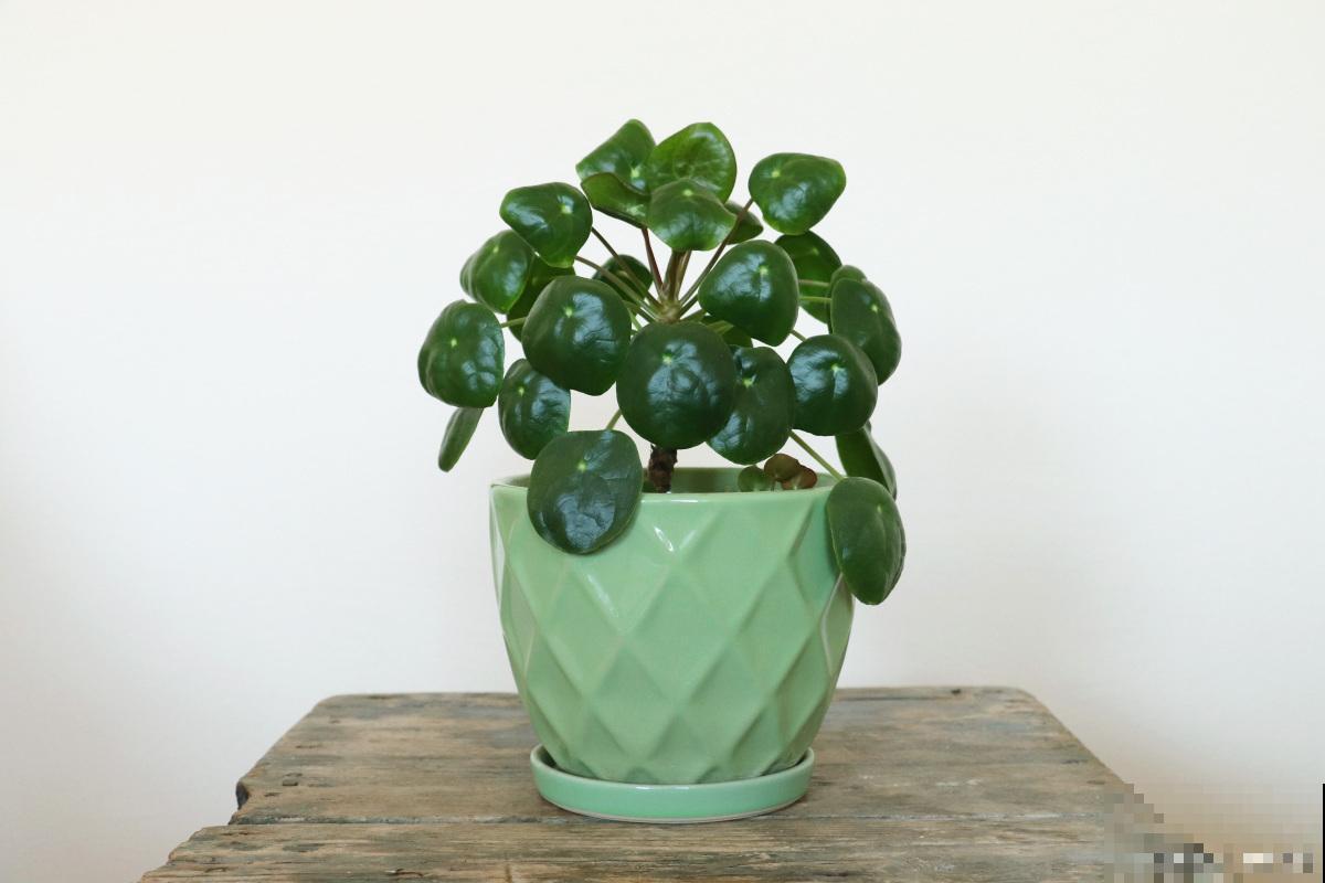 金钱兜多久浇一次水