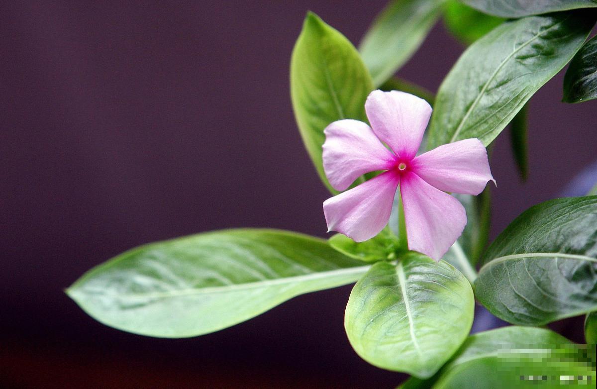 日日春怎么种植? 日日春怎么种植?