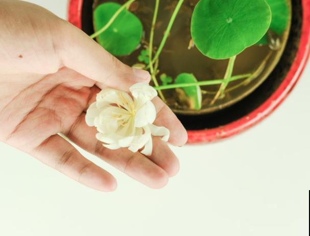 花籽要想保存明年种，这3点要知道，学会明年种提高发芽率