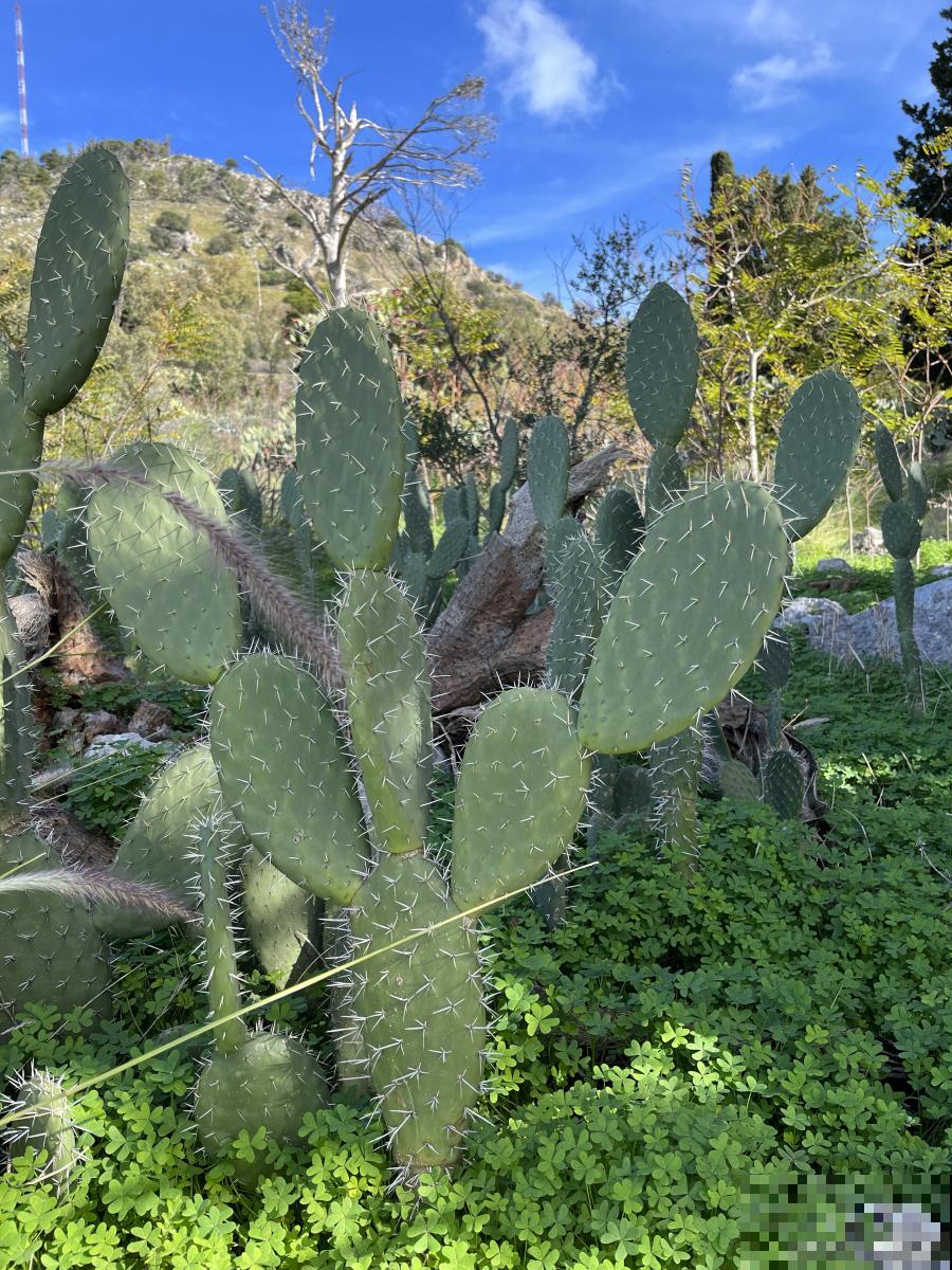 种仙人掌有什么好处