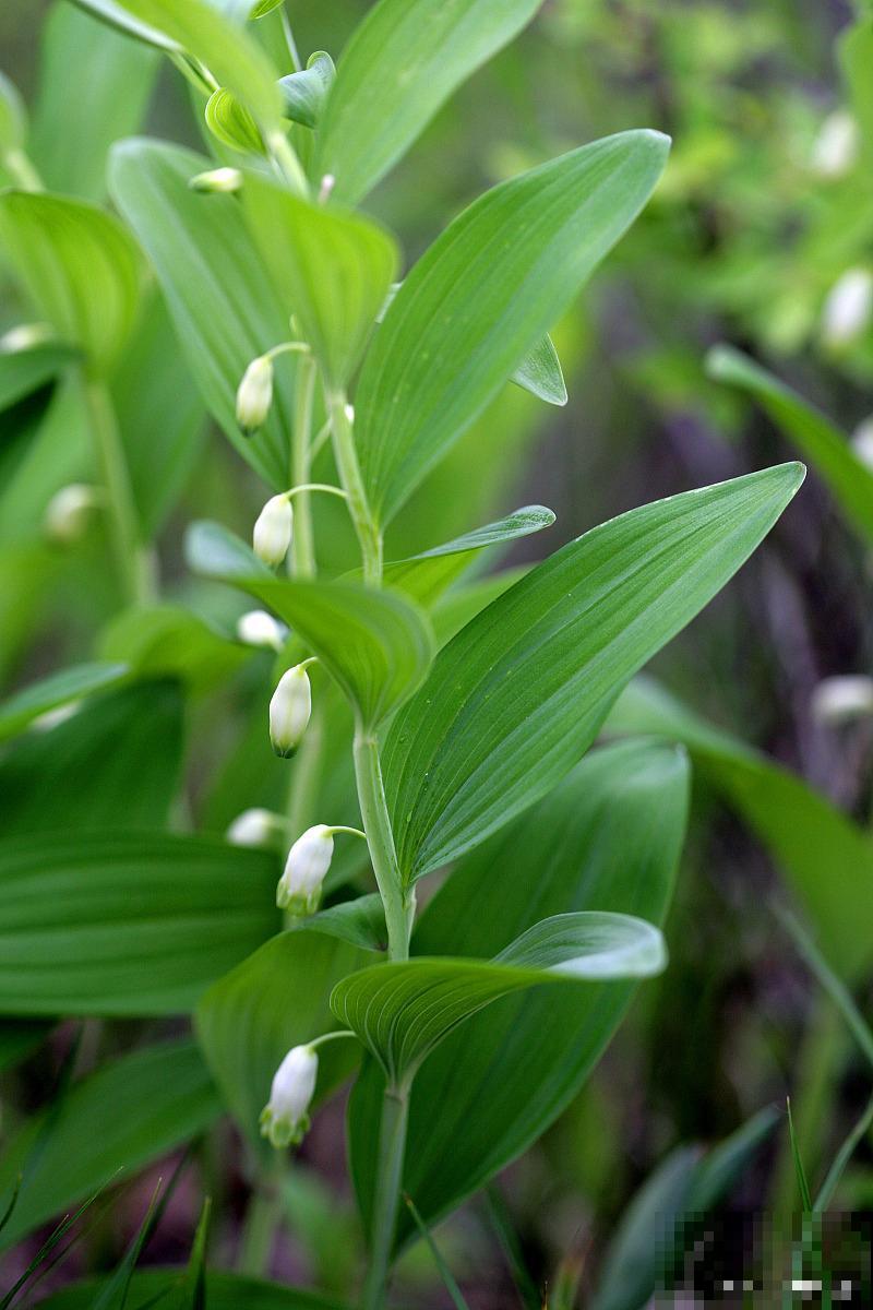 玉竹叶尖发黄是怎么回事 玉竹叶尖发黄是怎么回事