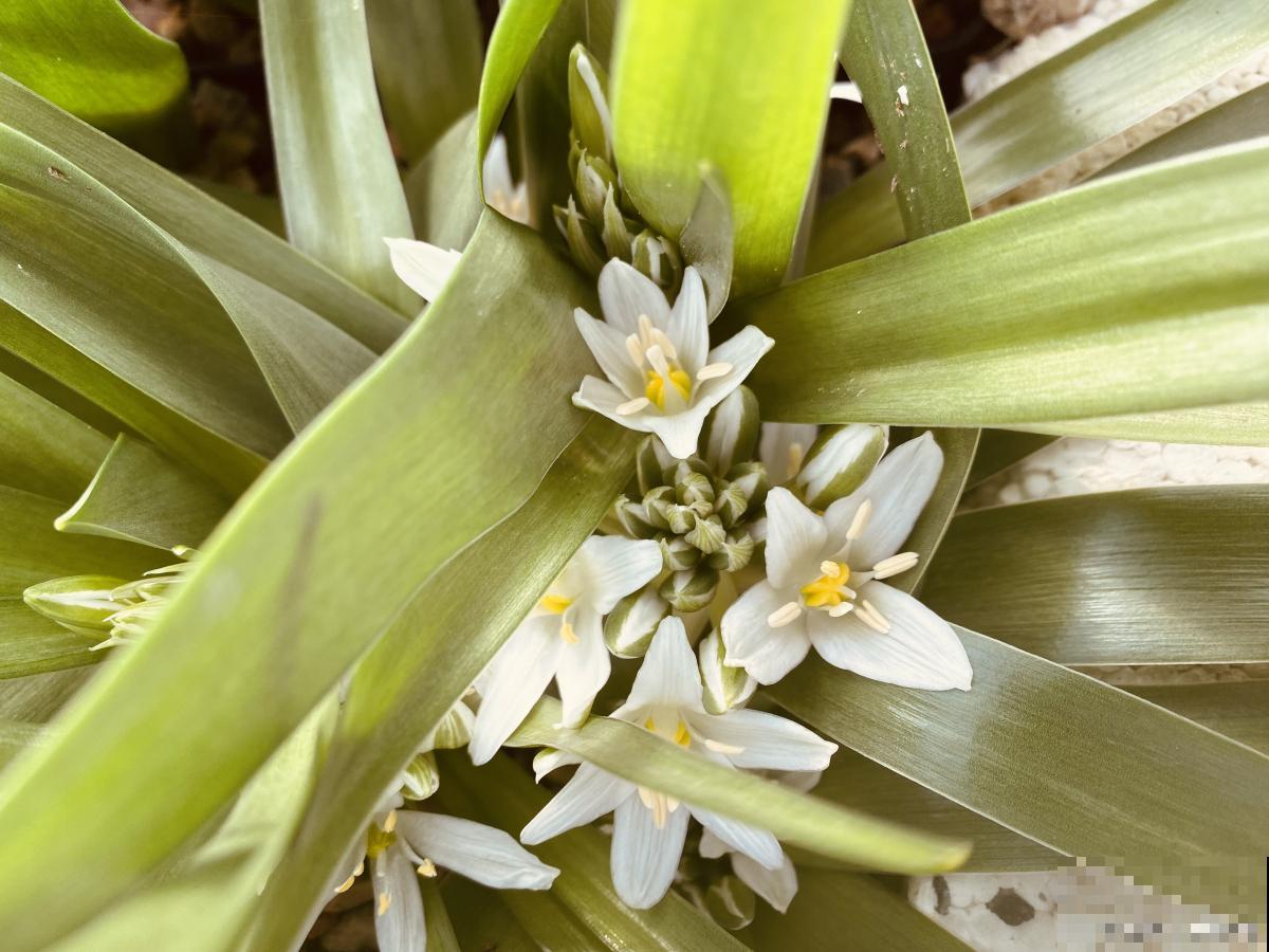 文殊兰根部的芽子怎么处理 文殊兰根部的芽子怎么处理