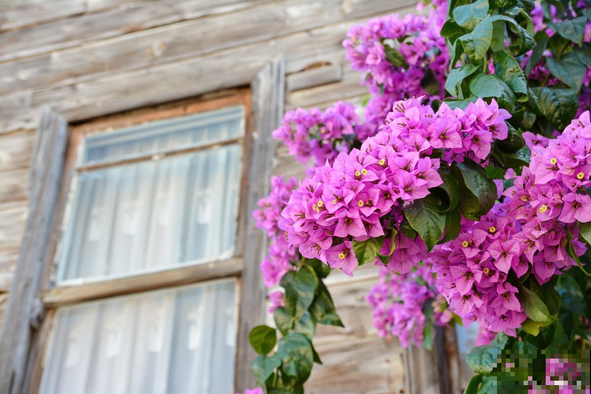 三角梅喜欢酸性还是碱性土