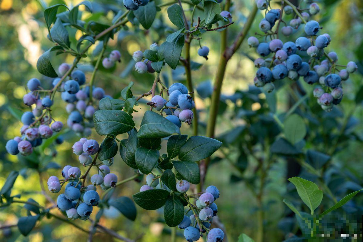 怎么可以养好盆栽蓝莓 怎么可以养好盆栽蓝莓