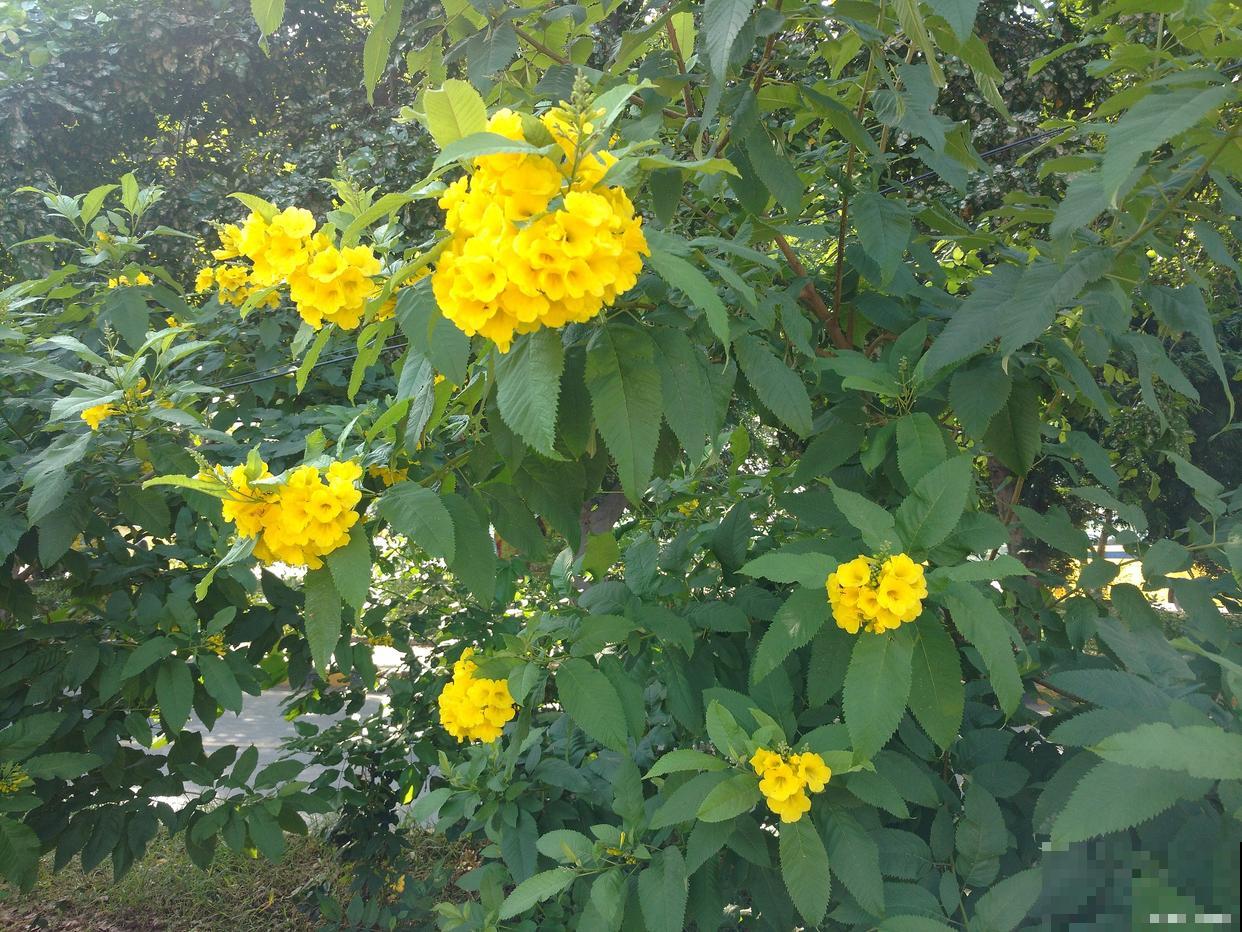 棣棠树怎么养的? 棣棠树怎么养的?