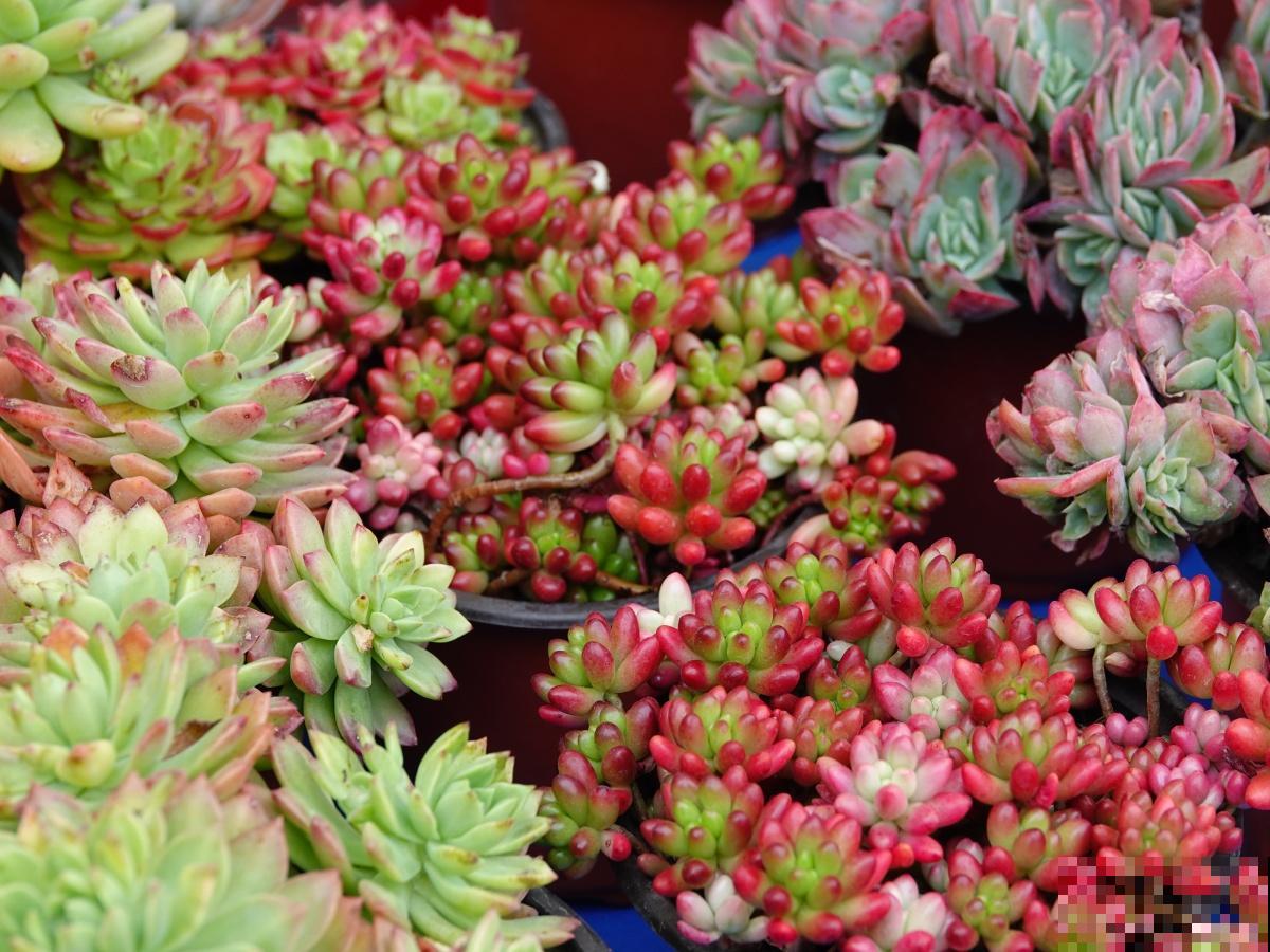 哪些花好看又好养 哪些花好看又好养