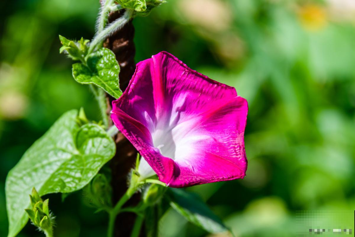 4月份适合种什么草花