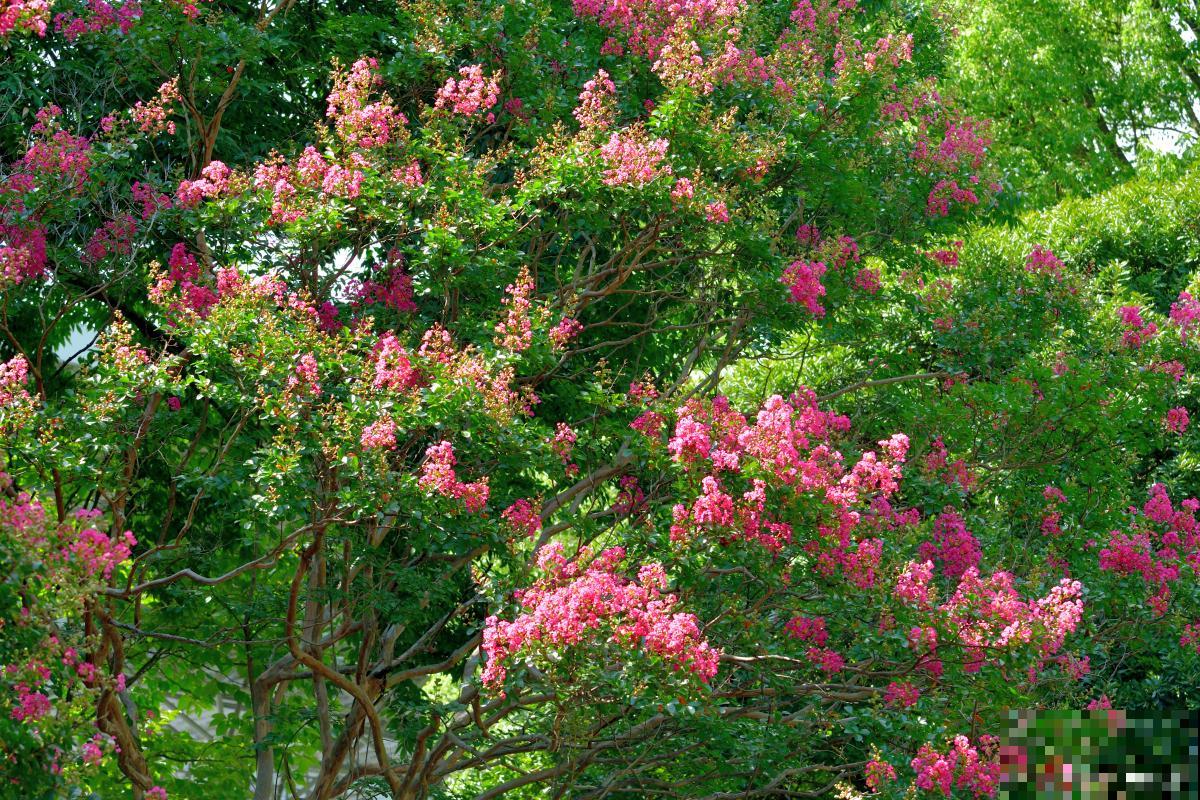紫薇树施什么肥最好
