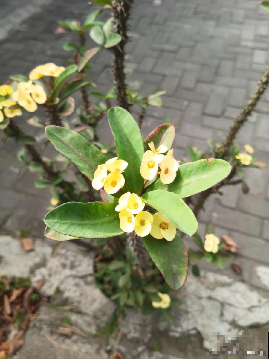 金边瑞香如何养护