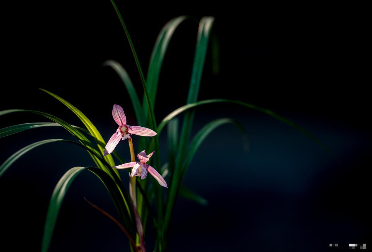 兰草怎么养得好? 兰草怎么养得好?