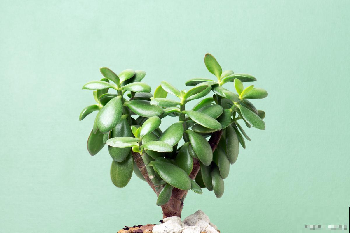 玉树怎么施肥的? 玉树怎么施肥的?