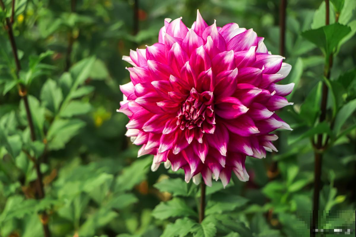 大丽花什么时候种