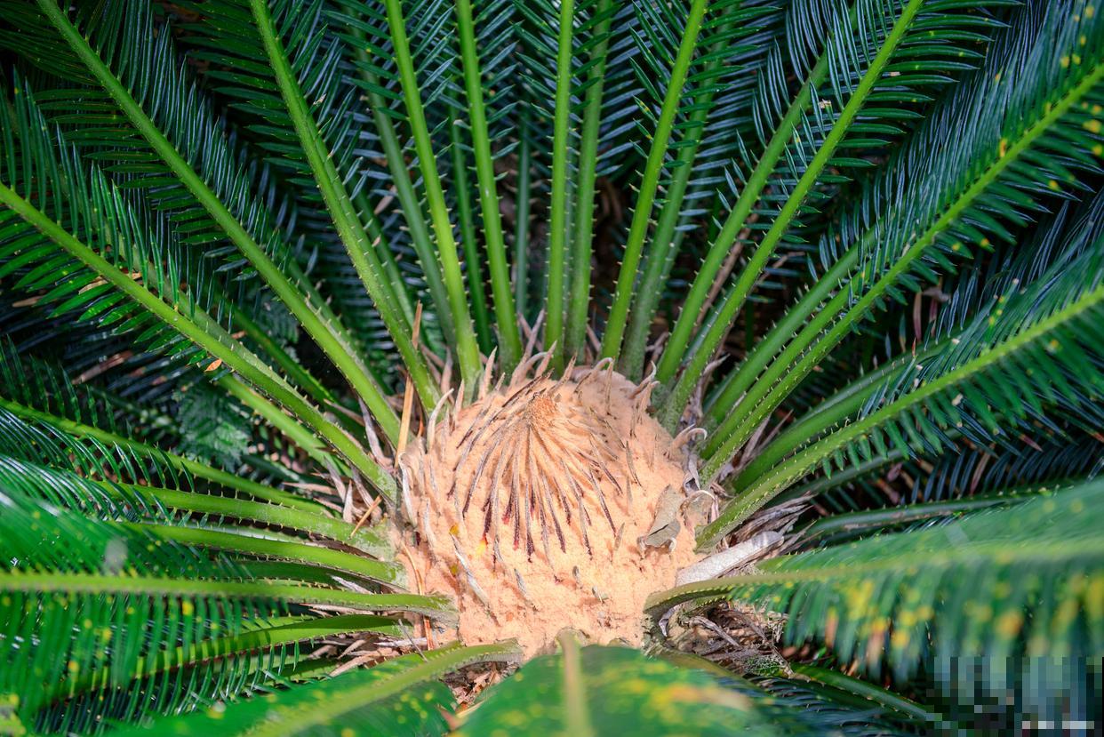 铁树如何换盆的？